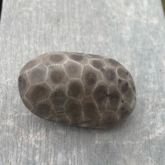 Petoskey stone - Picture 4 of 10